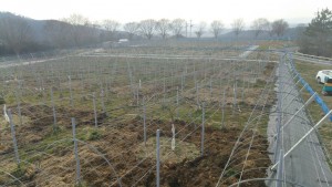 岡山吉備中央ぶどうピオーネシャインマスカット