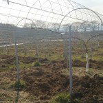 岡山吉備中央ぶどうピオーネシャインマスカット