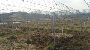 岡山吉備中央ぶどうピオーネシャインマスカット