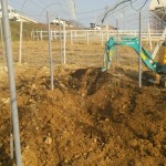 岡山吉備中央ぶどうピオーネシャインマスカット