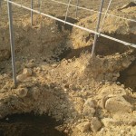 岡山吉備中央ぶどうピオーネシャインマスカット