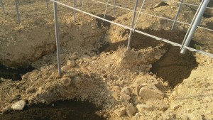 岡山吉備中央ぶどうピオーネシャインマスカット