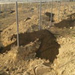 岡山吉備中央ぶどうピオーネシャインマスカット