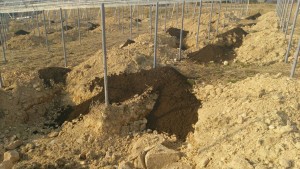 岡山吉備中央ぶどうピオーネシャインマスカット