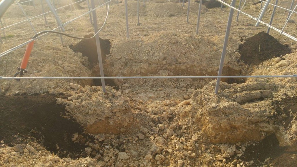 岡山吉備中央ぶどうピオーネシャインマスカット