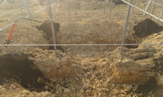 岡山吉備中央ぶどうピオーネシャインマスカット