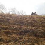 岡山吉備中央ぶどうピオーネシャインマスカット