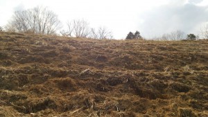 岡山吉備中央ぶどうピオーネシャインマスカット