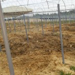 岡山吉備中央ぶどうピオーネシャインマスカット