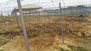 岡山吉備中央ぶどうピオーネシャインマスカット