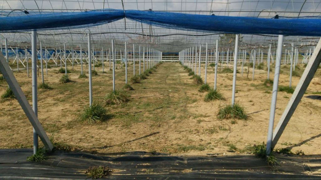 岡山吉備中央ぶどうピオーネシャインマスカット