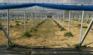 岡山吉備中央ぶどうピオーネシャインマスカット