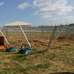 岡山吉備中央ぶどうピオーネシャインマスカット