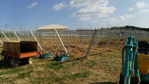 岡山吉備中央ぶどうピオーネシャインマスカット