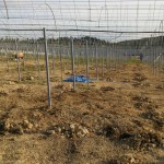 岡山吉備中央ぶどうピオーネシャインマスカット