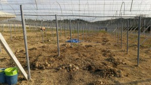 岡山吉備中央ぶどうピオーネシャインマスカット