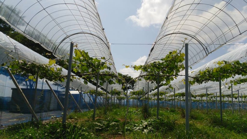 岡山吉備中央ぶどうピオーネシャインマスカット
