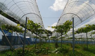 岡山吉備中央ぶどうピオーネシャインマスカット