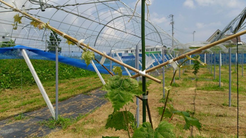 岡山吉備中央ぶどうピオーネシャインマスカット