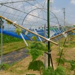 岡山吉備中央ぶどうピオーネシャインマスカット