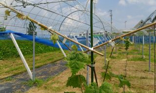 岡山吉備中央ぶどうピオーネシャインマスカット