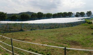 岡山吉備中央ぶどうピオーネシャインマスカット