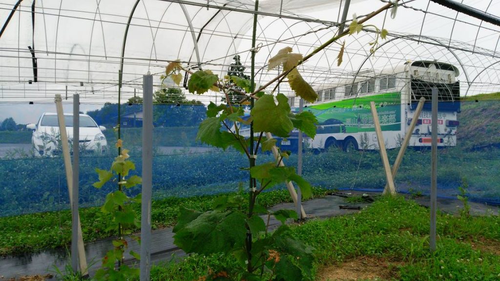 岡山吉備中央ぶどうピオーネシャインマスカット