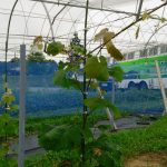 岡山吉備中央ぶどうピオーネシャインマスカット