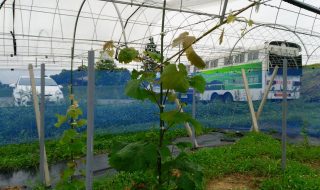 岡山吉備中央ぶどうピオーネシャインマスカット