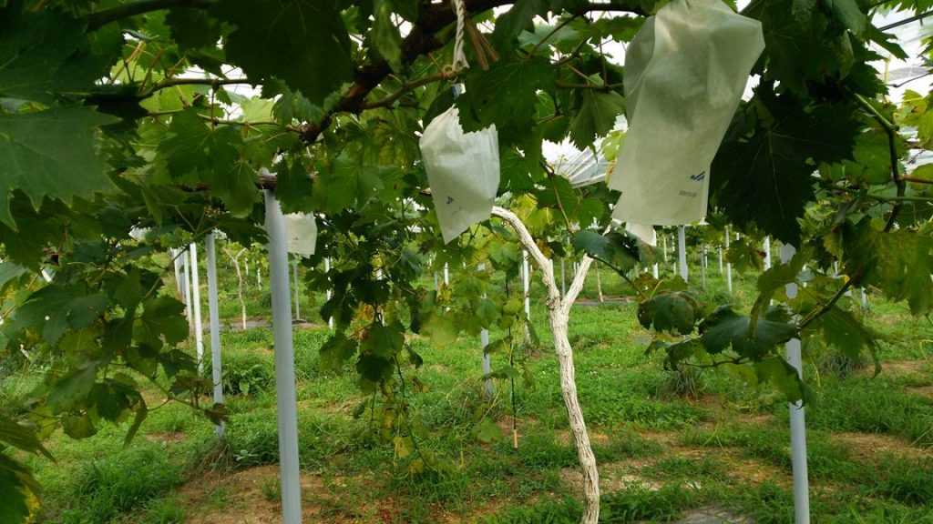 岡山吉備中央ぶどうピオーネシャインマスカット