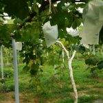 岡山吉備中央ぶどうピオーネシャインマスカット