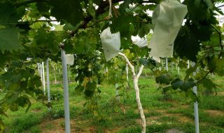 岡山吉備中央ぶどうピオーネシャインマスカット