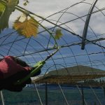 シャインマスカット摘心