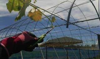 シャインマスカット摘心