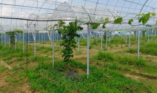 シャインマスカット新梢