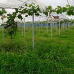 シャインマスカット