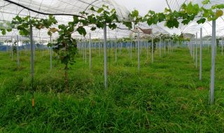 シャインマスカット