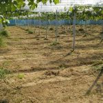 ブドウ園草刈り