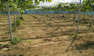 ブドウ園草刈り