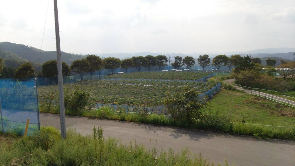 トンネル農ポリ撤去