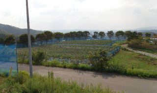 トンネル農ポリ撤去