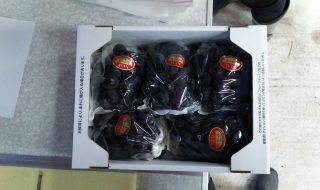 ピオーネ2㎏5房