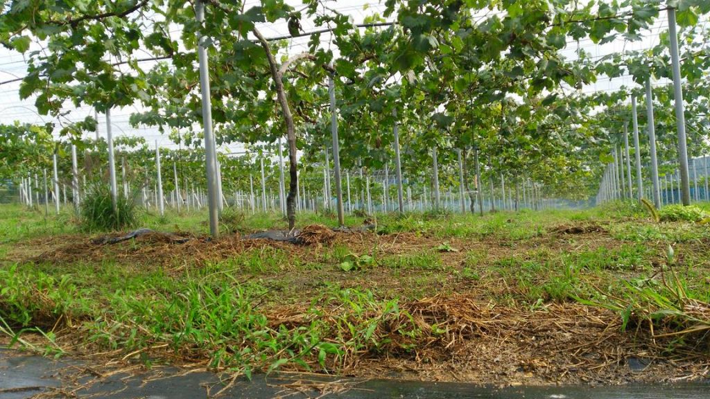 ピオーネ園気持ちいい