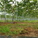 ピオーネ園気持ちいい