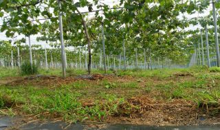 ピオーネ園気持ちいい