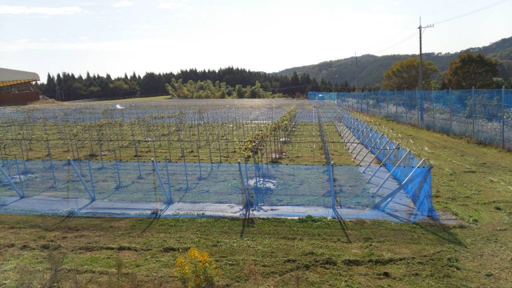 シャインマスカット農園