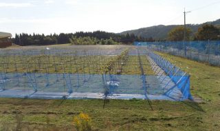 シャインマスカット農園