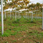 ピオーネ園樹と除草の様子