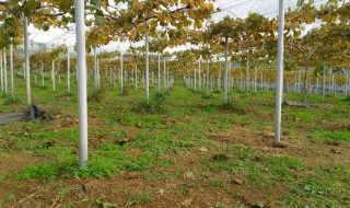 ピオーネ園樹と除草の様子