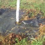 アグリスジャパン　天空のピオーネ農園